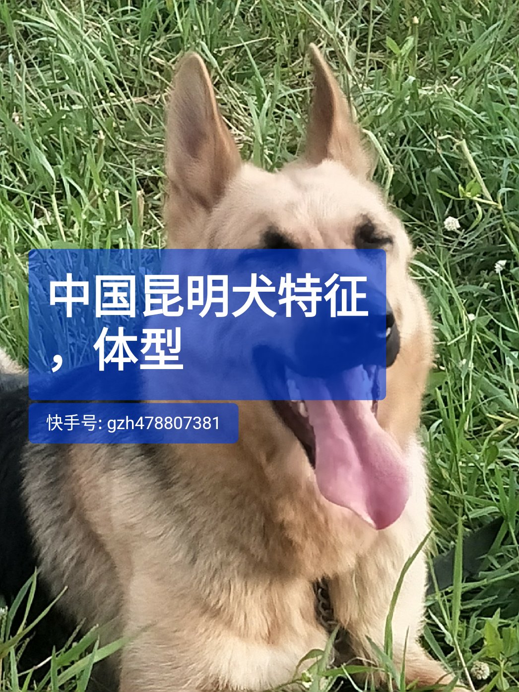 昆明犬DDR：智商超群，陪伴无敌  第2张