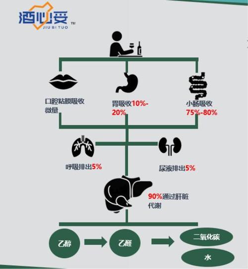 年龄增长后饮酒为何更易宿醉？营养学家揭秘：代谢减慢与水分流失是关键  第2张