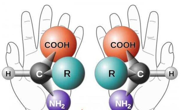 揭秘镜像生命的潜在危险：为什么手性差异可能颠覆我们的免疫系统？  第3张
