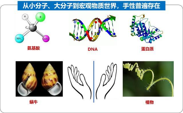 揭秘镜像生命的潜在危险：为什么手性差异可能颠覆我们的免疫系统？  第7张