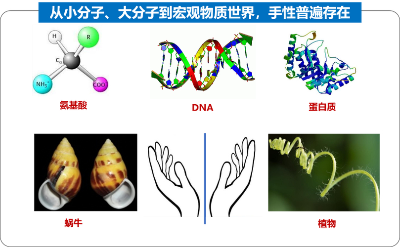 揭秘镜像生命的潜在危险：为什么手性差异可能颠覆我们的免疫系统？  第8张