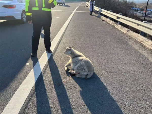 高速公路上突然出现动物，你该躲还是撞？关键时刻的生死抉择  第5张