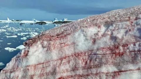 南极科考站惊现血红雪地，科学家亲历暴风雪山庄式悬疑事件  第6张