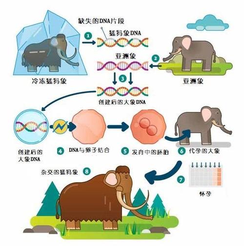 猛犸象复活计划：科学家如何将史前巨兽带回现代？  第6张