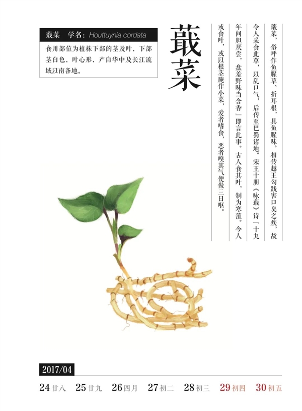 揭秘植物名称背后的故事：从荸荠到藠头，这些美食的学名你念对了吗？  第8张