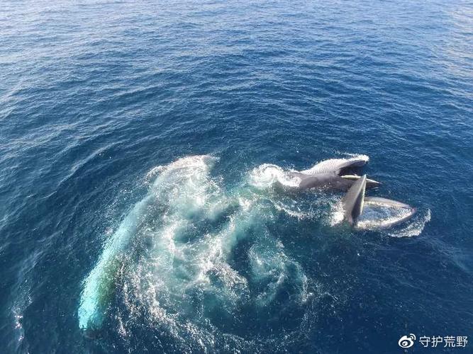 7年追踪，数十万张照片揭秘：陈默与布氏鲸的不解之缘  第2张