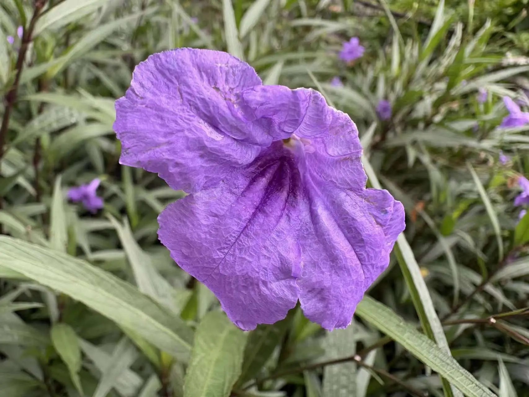 苹果手机桌面改造成安卓风格：个性化与风险并存  第7张