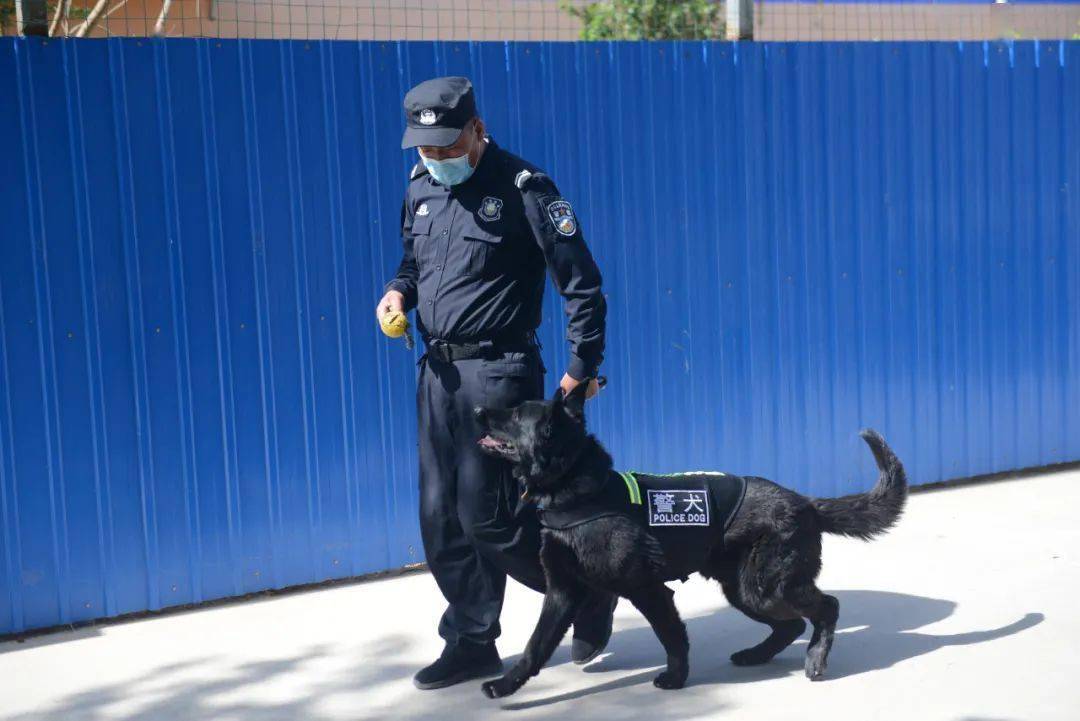 DDR警犬 了解DDR警犬：德国优质服务犬的源起与卓越特质  第3张