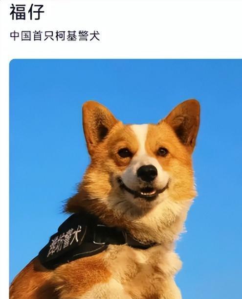 DDR警犬 了解DDR警犬：德国优质服务犬的源起与卓越特质  第4张