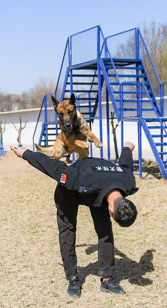 DDR警犬 了解DDR警犬：德国优质服务犬的源起与卓越特质  第6张