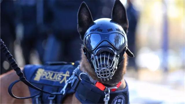 DDR警犬 了解DDR警犬：德国优质服务犬的源起与卓越特质  第7张