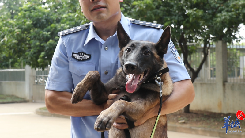 DDR警犬 了解DDR警犬：德国优质服务犬的源起与卓越特质  第8张