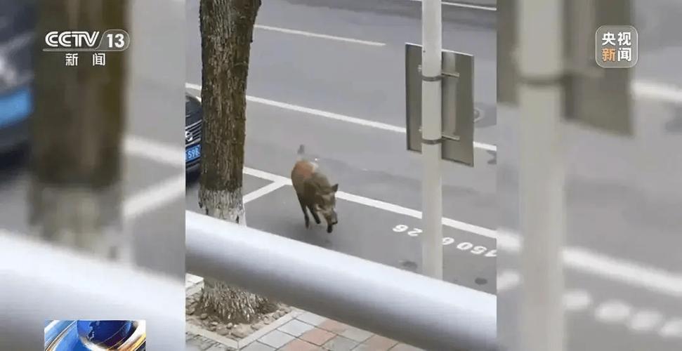 野猪泛滥成灾，28省惊现致命威胁！家门口的恐怖袭击，你还能安心吗？  第5张