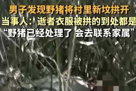 野猪泛滥成灾，28省惊现致命威胁！家门口的恐怖袭击，你还能安心吗？  第6张