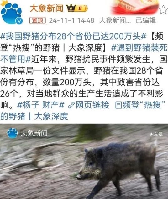 野猪泛滥成灾，28省惊现致命威胁！家门口的恐怖袭击，你还能安心吗？  第8张