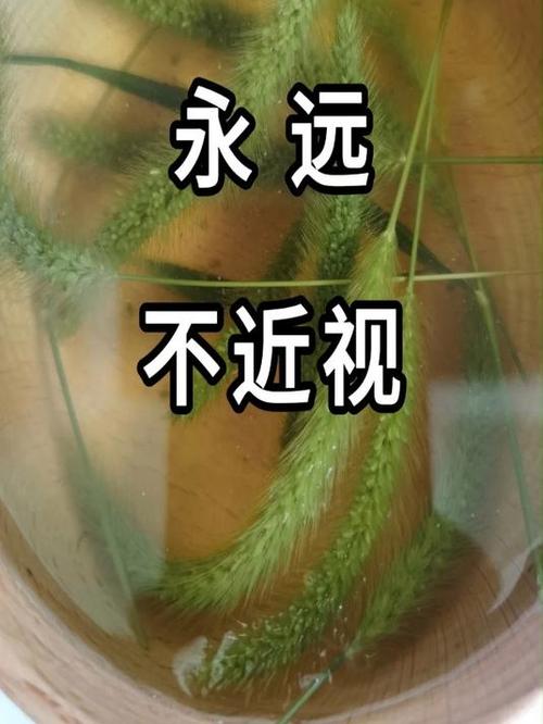 狗尾巴草煮水治近视？科学辟谣揭秘真相，别再被假性近视蒙蔽双眼