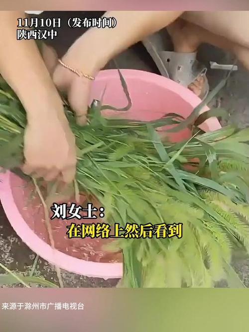 狗尾巴草煮水治近视？科学辟谣揭秘真相，别再被假性近视蒙蔽双眼  第2张