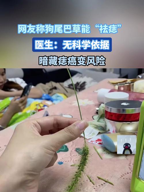 狗尾巴草煮水治近视？科学辟谣揭秘真相，别再被假性近视蒙蔽双眼  第3张