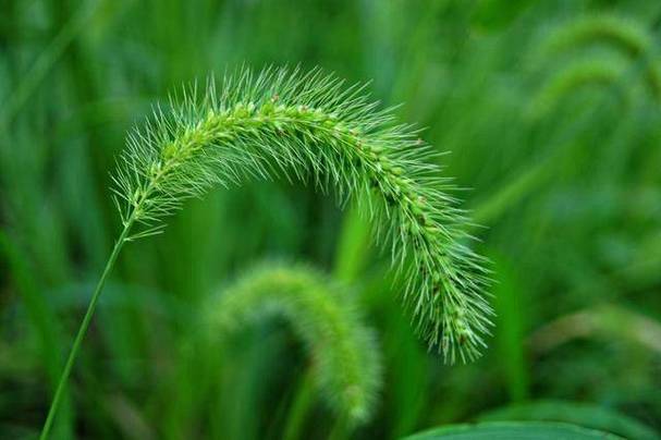 狗尾巴草煮水治近视？科学辟谣揭秘真相，别再被假性近视蒙蔽双眼  第4张