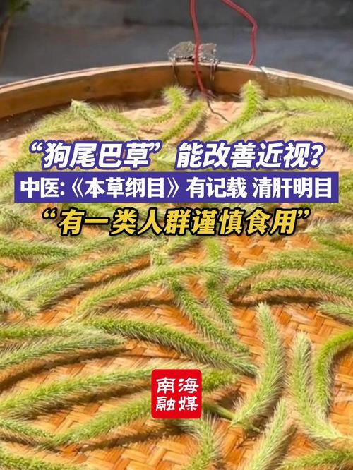 狗尾巴草煮水治近视？科学辟谣揭秘真相，别再被假性近视蒙蔽双眼  第5张