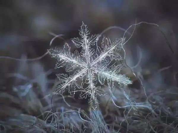 显微镜下的奇迹：十二瓣雪花竟比冰雪奇缘还要美，你猜对了吗？  第11张