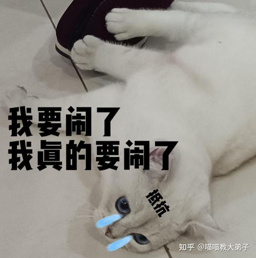 深夜搜索大揭秘：从猫奴到考试er，这些奇葩问题你绝对想不到  第10张