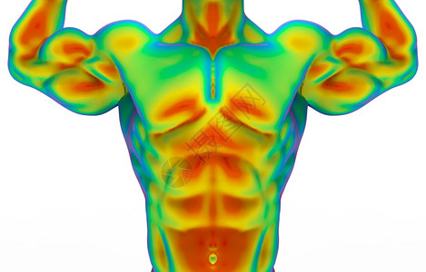 揭秘3D肌肉系统安卓版：全方位探索人体奥秘，助你成为健身达人