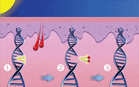 DNA 损伤反应（DDR）：医学领域的关键角色与多种损伤类型