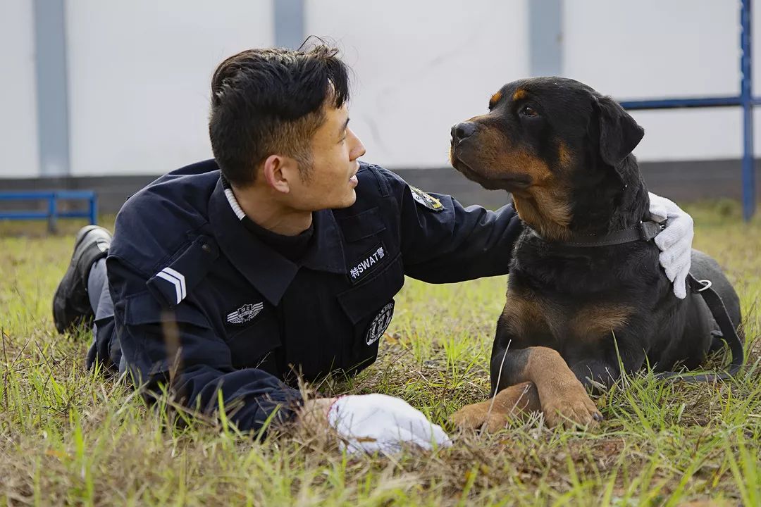 DDR 警用犬：身体素质强健，是维护社会治安的得力助手  第2张