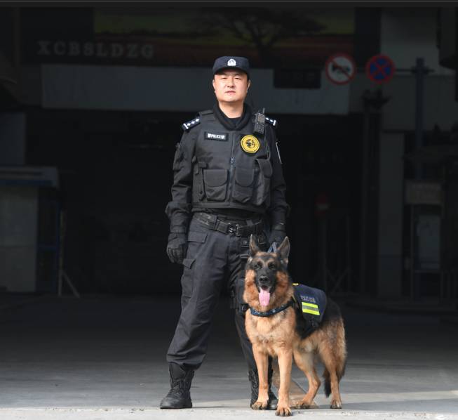 DDR 警用犬：身体素质强健，是维护社会治安的得力助手  第3张