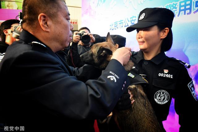 DDR 警用犬：身体素质强健，是维护社会治安的得力助手  第6张