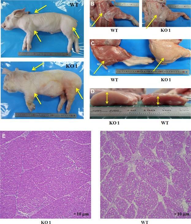 深入探讨 ddr 基因变异：对生物发育和生存机制的影响  第3张