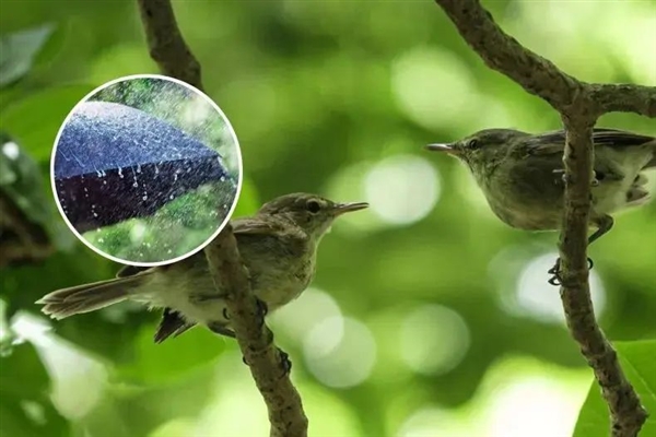 鸟类离婚率竟与降雨量有关，揭秘90%一夫一妻制鸟类的奇葩离婚原因  第4张