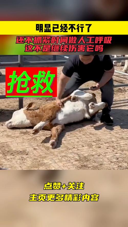 给宠物鸟做人工呼吸？这个无脑模仿差点害死她  第6张