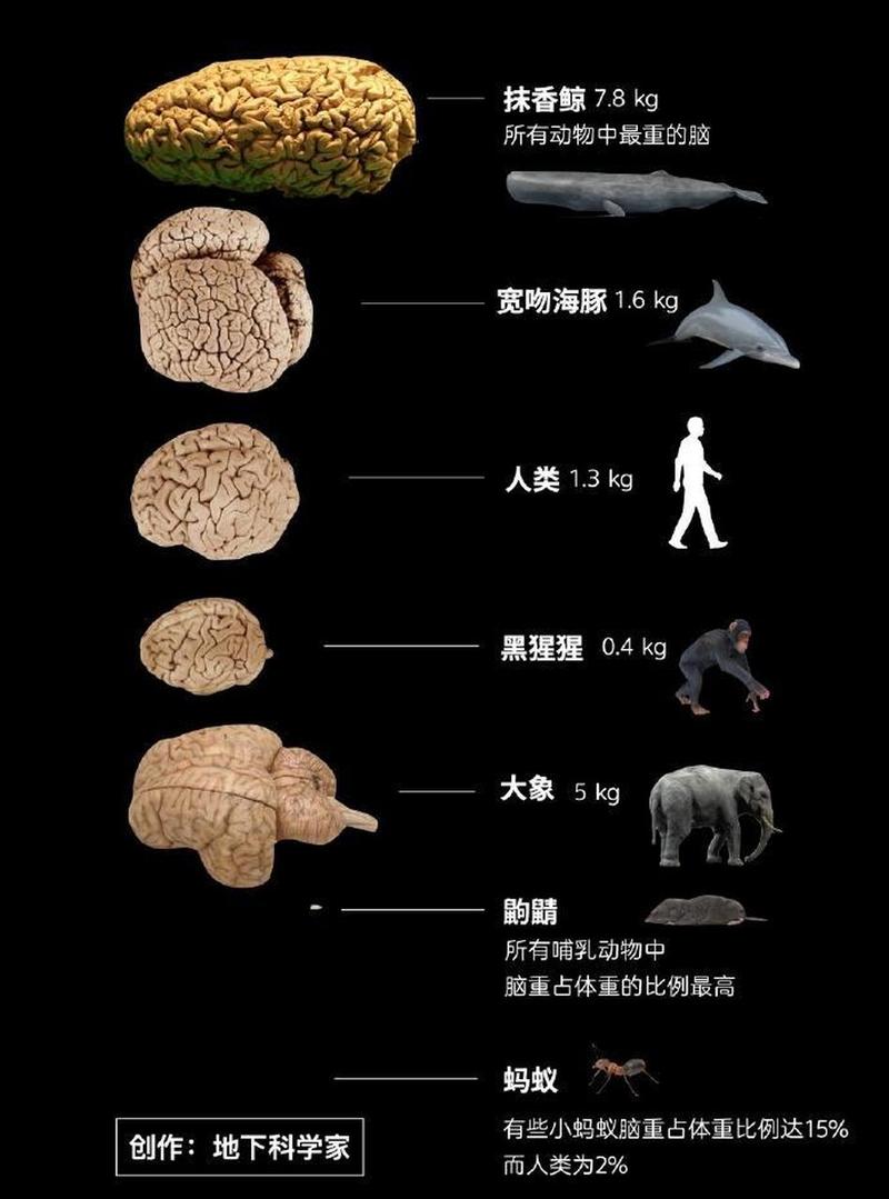 蚂蚁竟比人类更聪明？这项实验颠覆了我们对物种智力的认知  第11张