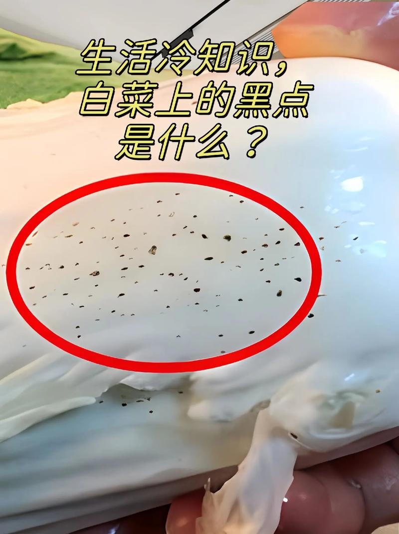 大白菜上的小黑点究竟是什么？还能放心吃吗？揭秘背后的真相  第2张