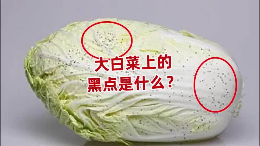 大白菜上的小黑点究竟是什么？还能放心吃吗？揭秘背后的真相  第12张