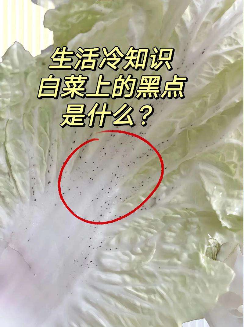 大白菜上的小黑点究竟是什么？还能放心吃吗？揭秘背后的真相  第7张