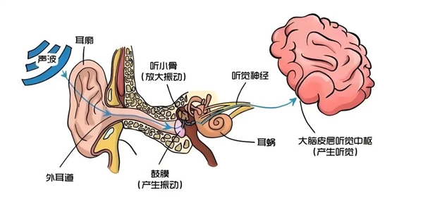 突发性耳聋年轻化！20～40岁人群占比超60%，你还在忽视耳朵健康吗？  第5张