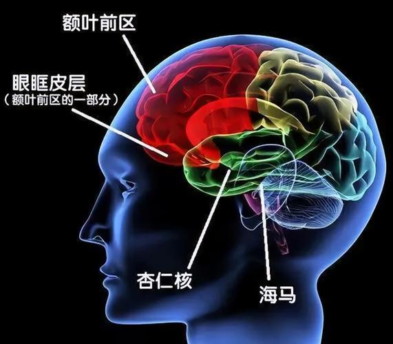 你还觉得遗忘是坏事吗？遗忘其实是大脑的重要功能!  第6张