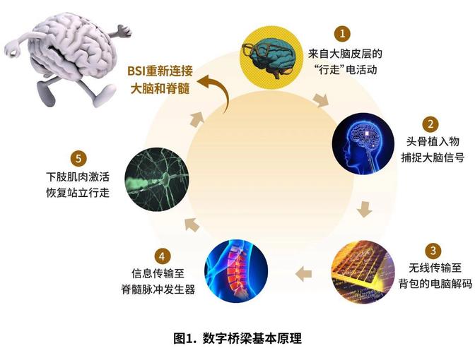 瘫痪者重新行走的奇迹！复旦大学脑脊接口技术如何颠覆医学界？  第5张