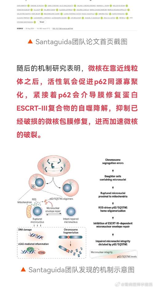 中国科学家破解肿瘤与细菌对话机制，癌症治疗迎来新突破  第11张