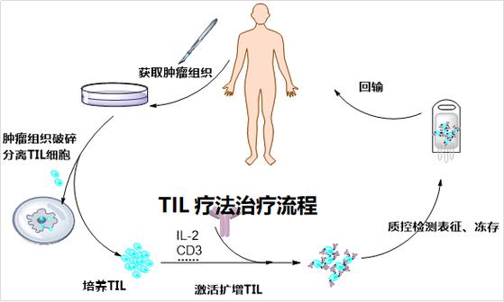 中国科学家破解肿瘤与细菌对话机制，癌症治疗迎来新突破  第4张