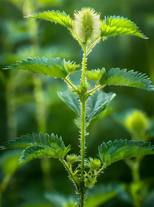 你知道吗？荨麻疹的名字背后竟然藏着这样的痛苦故事  第2张