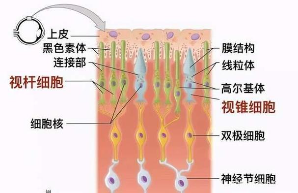 量子全息图意识理论：微美全息如何用前沿科技揭开意识之谜？  第2张