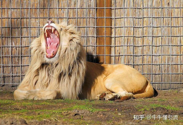 雄狮不捕猎却占猎物？揭秘它们背后的生存策略和惊人真相  第5张