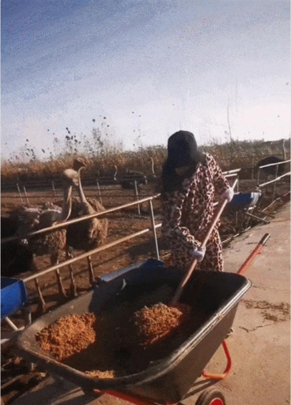 鸵鸟抢食大白菜，一分钟内秒光！你敢挑战这场疯狂的喂食大战吗？  第8张