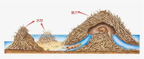 美国惊现巨型老鼠肆虐！你敢尝试猎捕并食用它们吗？  第3张