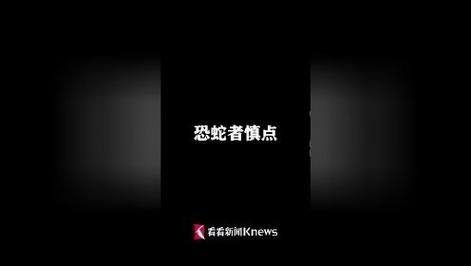 悉尼一户人家后院竟发现102条毒蛇，明年还会再来？  第2张