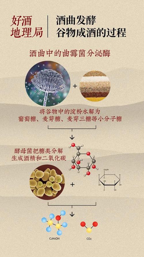 酵母菌如何在水果和谷物中独占鳌头？揭秘发酵的惊人力量  第12张